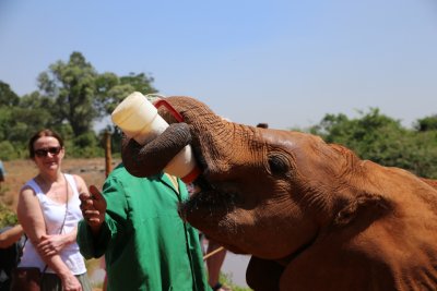 케냐 나이로비 코끼리 고아원 12