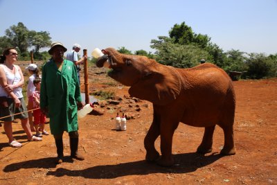 케냐 나이로비 코끼리 고아원 13