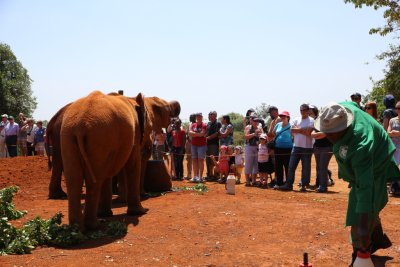 케냐 나이로비 코끼리 고아원 15