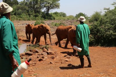 케냐 나이로비 코끼리 고아원 17