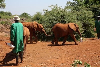 케냐 나이로비 코끼리 고아원 18