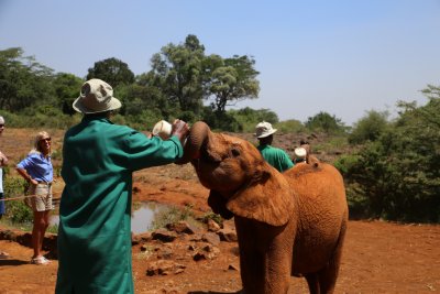 케냐 나이로비 코끼리 고아원 19