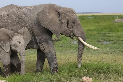 암보셀리국립공원 아프리카코끼리 01
