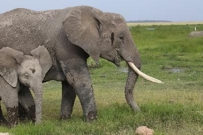 암보셀리국립공원 아프리카코끼리 12