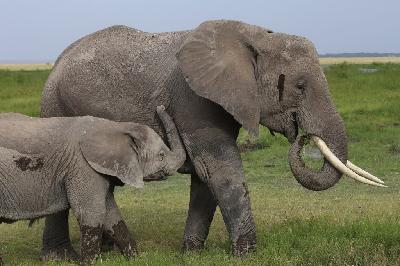 암보셀리국립공원 아프리카코끼리 05