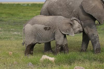 암보셀리국립공원 아프리카코끼리 07