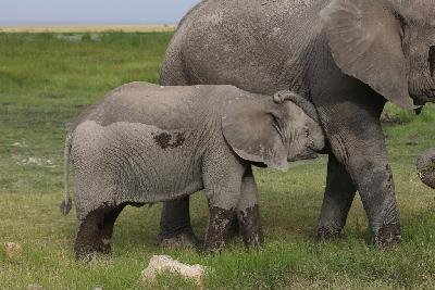 암보셀리국립공원 아프리카코끼리 13