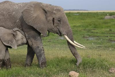 암보셀리국립공원 아프리카코끼리 14