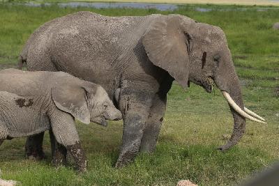 암보셀리국립공원 아프리카코끼리 08