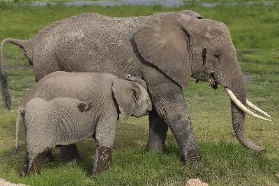 암보셀리국립공원 아프리카코끼리 15