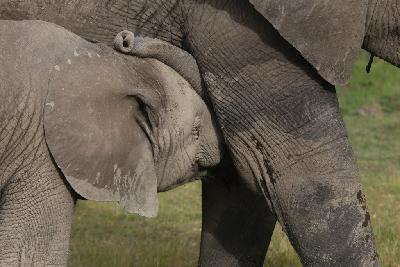 암보셀리국립공원 아프리카코끼리 17