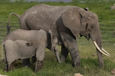 암보셀리국립공원 아프리카코끼리 06
