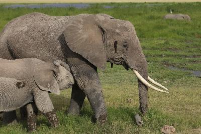 암보셀리국립공원 아프리카코끼리 09