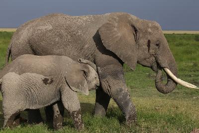 암보셀리국립공원 아프리카코끼리 11