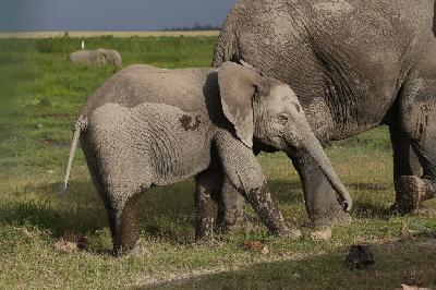 암보셀리국립공원 아프리카코끼리 10
