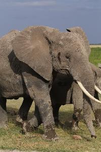암보셀리국립공원 아프리카코끼리 19