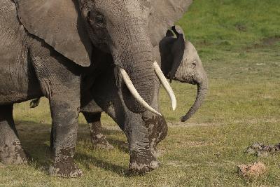 암보셀리국립공원 아프리카코끼리 04