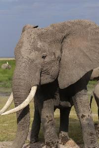 암보셀리국립공원 아프리카코끼리 20