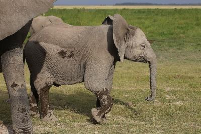 암보셀리국립공원 아프리카코끼리 16