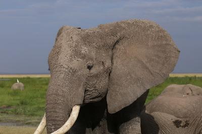암보셀리국립공원 아프리카코끼리 03