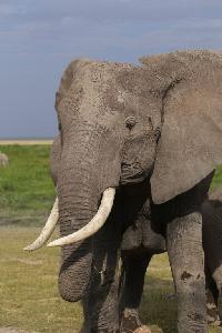 암보셀리국립공원 아프리카코끼리 18