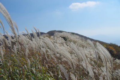 홍성 오서산 - 전망대 주변 풍경 07