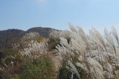 홍성 오서산 - 전망대 주변 풍경 14