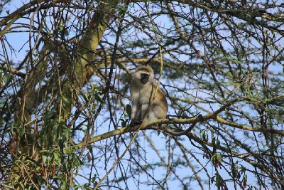 케냐의 아프리카 원숭이 05