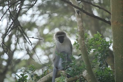 케냐의 아프리카 원숭이 13