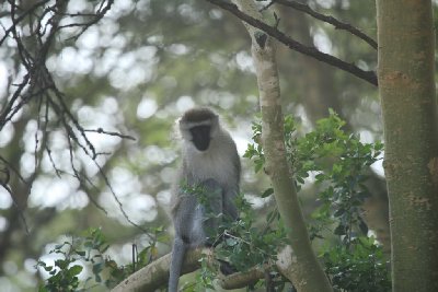 케냐의 아프리카 원숭이 14