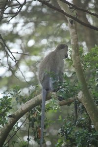 케냐의 아프리카 원숭이 15