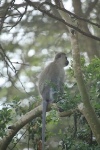 케냐의 아프리카 원숭이 16