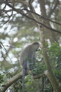 케냐의 아프리카 원숭이 17