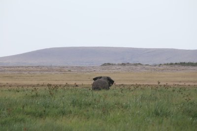 케냐의 아프리카코끼리 01
