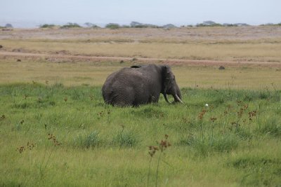 케냐의 아프리카코끼리 02