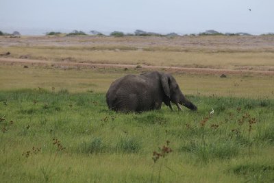 케냐의 아프리카코끼리 03