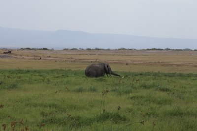 케냐의 아프리카코끼리 04
