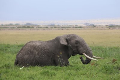 케냐의 아프리카코끼리 05