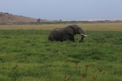 케냐의 아프리카코끼리 06