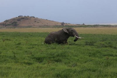 케냐의 아프리카코끼리 07