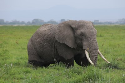 케냐의 아프리카코끼리 08