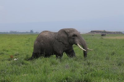 케냐의 아프리카코끼리 09