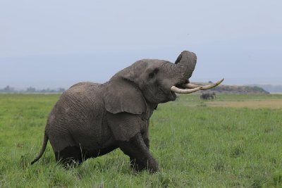케냐의 아프리카코끼리 10