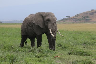 케냐의 아프리카코끼리 11