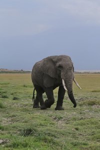 케냐의 아프리카코끼리 12
