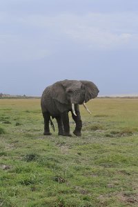 케냐의 아프리카코끼리 13