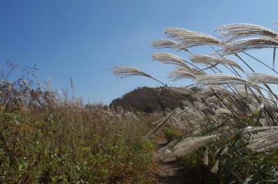 홍성 오서산 - 오서산 정상 주변의 풍경 15