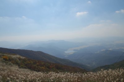 홍성 오서산 - 오서산전망대 주변의 억새 06
