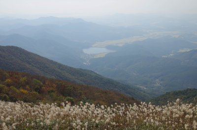 홍성 오서산 - 오서산전망대 주변의 억새 10