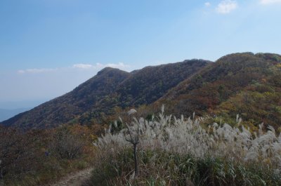홍성 오서산 - 오서산전망대 주변의 억새 15